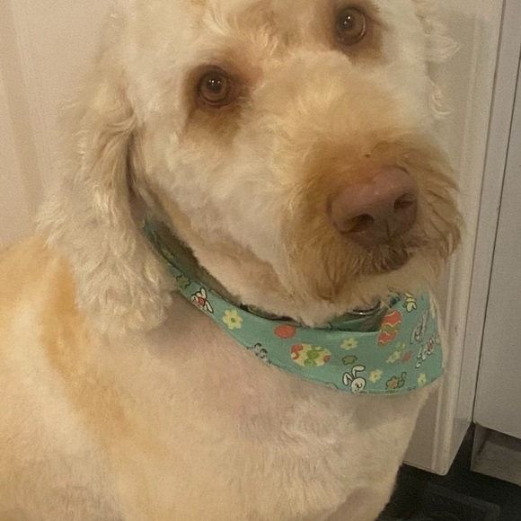 Meet your Posher, Timothy - Picture 1 of 1